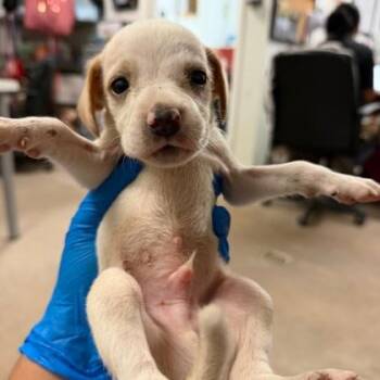 Baby Bubbles -  Retriever and Mixed Breed Dog for Adoption in Morton Grove, Illinois - Baby Bubbles | PetCurious