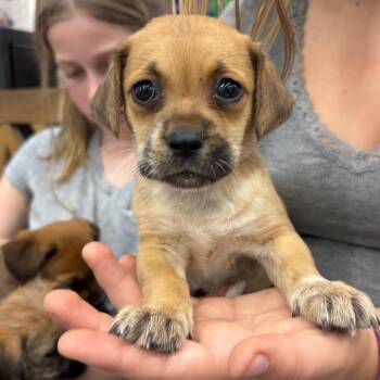 LULU -  Maltese and Pug Dog for Adoption in Richmond, California - LULU | PetCurious