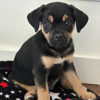 Mixed Breed Dogs Available for Adoption - Sunny | PetCurious