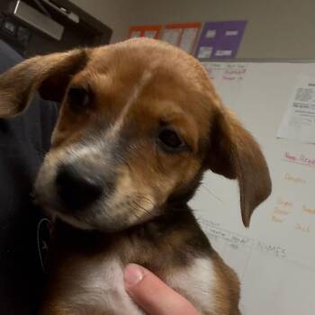 Boxer Dogs Available for Adoption in Yuma, Arizona - Boxie | PetCurious