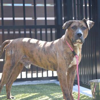 Bongo -  Plott Hound Dog for Adoption in Greenville, South Carolina - Bongo | PetCurious