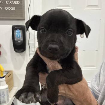 Tea -  Chihuahua and Mixed Breed Dog for Adoption in Sacramento, California - Tea | PetCurious