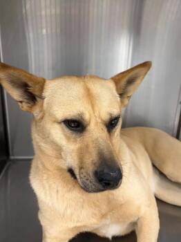 Willow -  Mixed Breed Dog for Adoption in Exshaw, Alberta - Willow | PetCurious