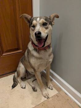 Shepherd and Chihuahua Dogs Available for Adoption in Chinle, Arizona - Loupita | PetCurious