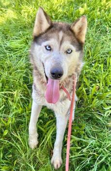 Rescue Siberian Husky Dogs for Adoption in Sacramento, California - RAGNAR | PetCurious