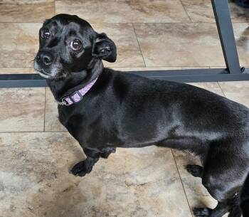 Rescue Chiweenie Dogs for Adoption in Tunkhannock, Pennsylvania - Pilot | PetCurious