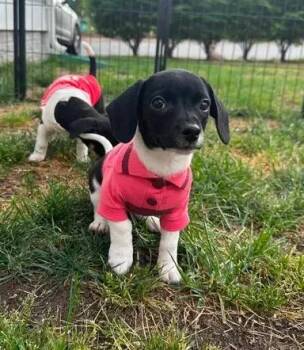 Callaway Blue -  Beagle and Chihuahua Dog Available for Adoption in Dale City, Virginia - Callaway Blue | PetCurious