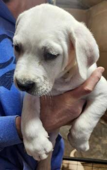 Dogo Argentino and Mixed Breed Dogs Available for Adoption - Gonzalo | PetCurious