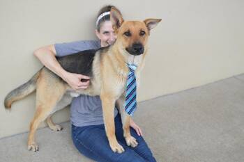 German Shepherd Dog Dogs Available for Adoption in Mckinney, Texas - Zorro | PetCurious