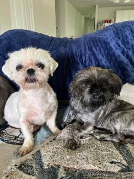 Sunshine -  Shih Tzu Dog for Adoption in Boulder, Colorado - Sunshine | PetCurious
