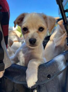 Gloria -  Mixed Breed and Maltese Dog for Adoption in Los Angeles, California - Gloria | PetCurious