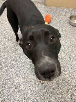 Tesora -  Pit Bull Terrier and Mixed Breed Dog for Adoption in Fort Collins, Colorado - Tesora | PetCurious