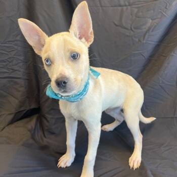 Dizzy -  Mixed Breed Dog for Adoption in Canal Winchester, Ohio - Dizzy | PetCurious