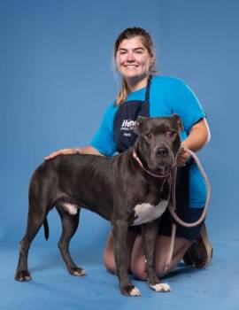 Oakland -  American Staffordshire Terrier and Mixed Breed Dog for Adoption in Atlanta, Georgia - Oakland | PetCurious