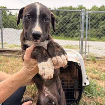 Breaker -  Black Mouth Cur Dog for Adoption in Melbourne, Arkansas - Breaker | PetCurious
