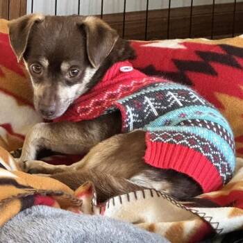 Chihuahua Dogs Available for Adoption - Geronimo Jay | PetCurious