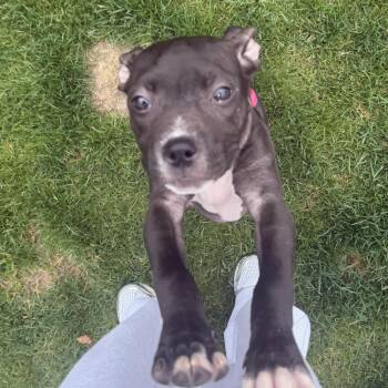 American Staffordshire Terrier Dogs Available for Adoption in New York, New York - Stormi (p) | PetCurious