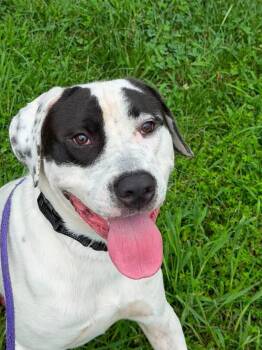 Pup (ID 52824) -  American Bully and Boxer Dog for Adoption in Manassas, Virginia - Pup (ID 52824) | PetCurious
