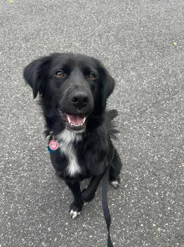 Bart (Foster or Adopter needed!) -  Flat Coated Retriever Dog for Adoption in Westwood, New Jersey - Bart (Foster Or Adopter Needed!) | PetCurious