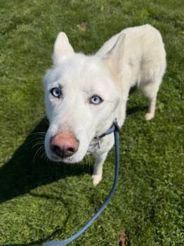 Blanca -  Husky Dog Available for Adoption in Pierceton, Indiana - Blanca | PetCurious