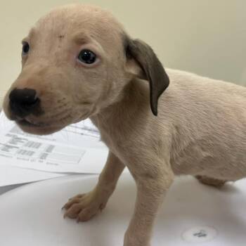 Bashful -  Mixed Breed Dog for Adoption in Madisonville, Tennessee - Bashful | PetCurious