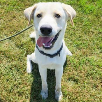 Toby -  Yellow Labrador Retriever Dog for Adoption in Tipton, Iowa - Toby | PetCurious