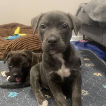 Catahoula Leopard Dog and Mastiff Dogs Available for Adoption in Union Grove, Wisconsin - Paisley | PetCurious