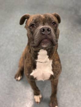 Call Me Bob -  Pit Bull Terrier Dog for Adoption in Richmond, Virginia - Call Me Bob | PetCurious