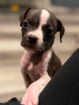 Tux -  Staffordshire Bull Terrier Dog for Adoption in Lodi, California - Tux | PetCurious