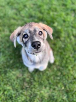 Husky Dogs Available for Adoption in Chesterville, Ontario - Farley | PetCurious