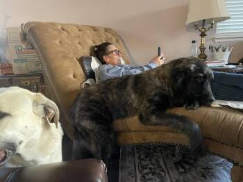Bastet -  Leonberger and Newfoundland Dog Dog for Adoption in Aurora, Colorado - Bastet | PetCurious