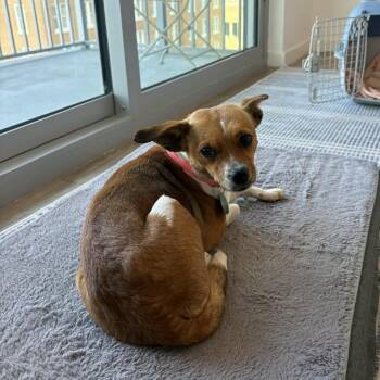 Chihuahua Dogs Available for Adoption in Tampa, Florida - Squirrel | PetCurious