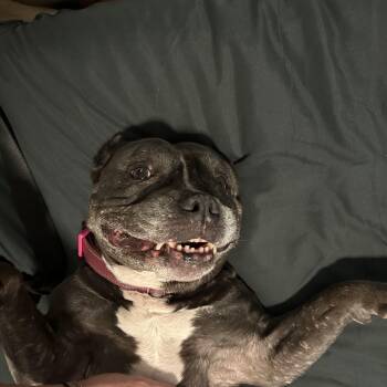 Sassy -  Mixed Breed Dog for Adoption in Tampa, Florida - Sassy | PetCurious