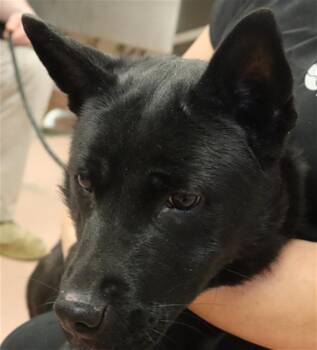 Mixed Breed Dogs Available for Adoption - MURPHY | PetCurious