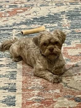 Boomer -  Shih Tzu Dog for Adoption in Coppell, Texas - Boomer | PetCurious