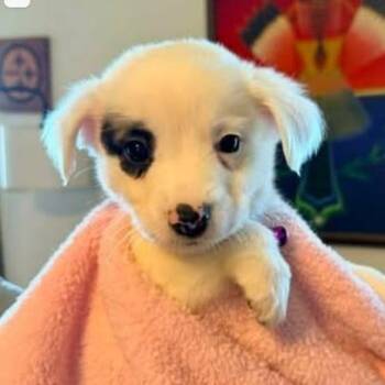 Border Collie and Mixed Breed Dogs Available for Adoption - Brielle | PetCurious