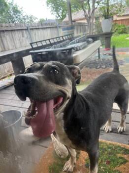LUCY -  American Staffordshire Terrier Dog for Adoption in San Antonio, Texas - LUCY | PetCurious