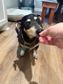 Dachshund Dogs Available for Adoption - Punky | PetCurious
