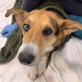 Bella -  Mixed Breed Dog for Adoption in Gloucester, Virginia - Bella | PetCurious