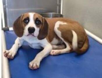 Nova -  Mixed Breed Dog for Adoption in West Chester, Pennsylvania - Nova | PetCurious