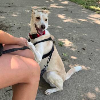 Celine -  Border Collie and Mixed Breed Dog for Adoption in Evansville, Indiana - Celine | PetCurious