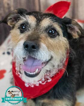 Terrier Dogs Available for Adoption in Kennesaw, Georgia - Artemis | PetCurious