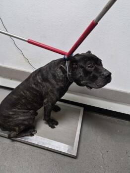 Presa Canario Dogs Available for Adoption - Ic-16 | PetCurious