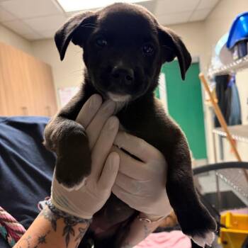 Kanga -  Boxer and Black Labrador Retriever Dog for Adoption in Reno, Nevada - Kanga | PetCurious
