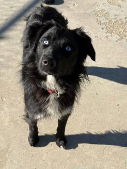 Onyx -  Australian Shepherd Dog for Adoption in Viroqua, Wisconsin - Onyx | PetCurious