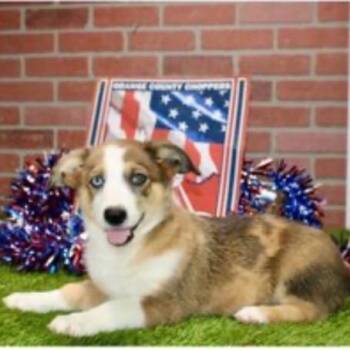 Auggie_2 -  Corgi and Australian Shepherd Dog for Adoption in Pittsburg, Kansas - Auggie_2 | PetCurious