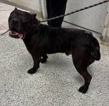 Ryder -  Pit Bull Terrier and Mixed Breed Dog for Adoption in Kansas City, Missouri - Ryder | PetCurious
