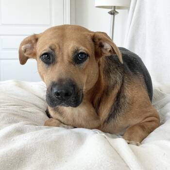 Rescue Hound and Labrador Retriever Dogs for Adoption in Burlington, North Carolina - Sweet Charlyn | PetCurious