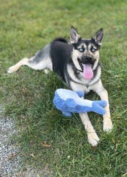 Rescue Australian Shepherd and Mixed Breed Dogs for Adoption in Shohola, Pennsylvania - Maverick | PetCurious