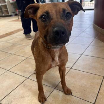 Rescue Labrador Retriever and Mixed Breed Dogs for Adoption in Columbus, Georgia - Rose | PetCurious